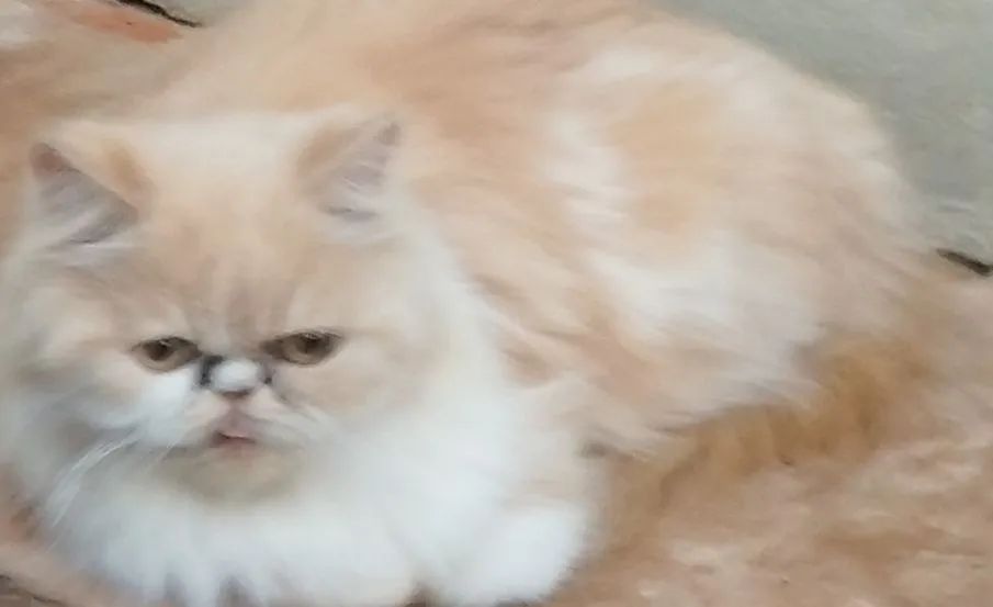 Gatinho persa 