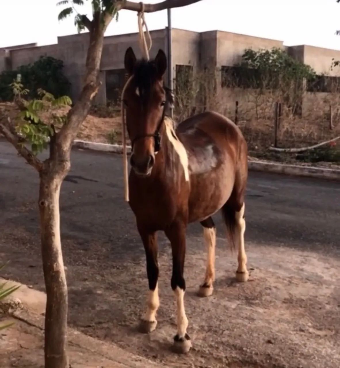 Égua Pampa Mangalarga Marchador boa de sela - Foto 2