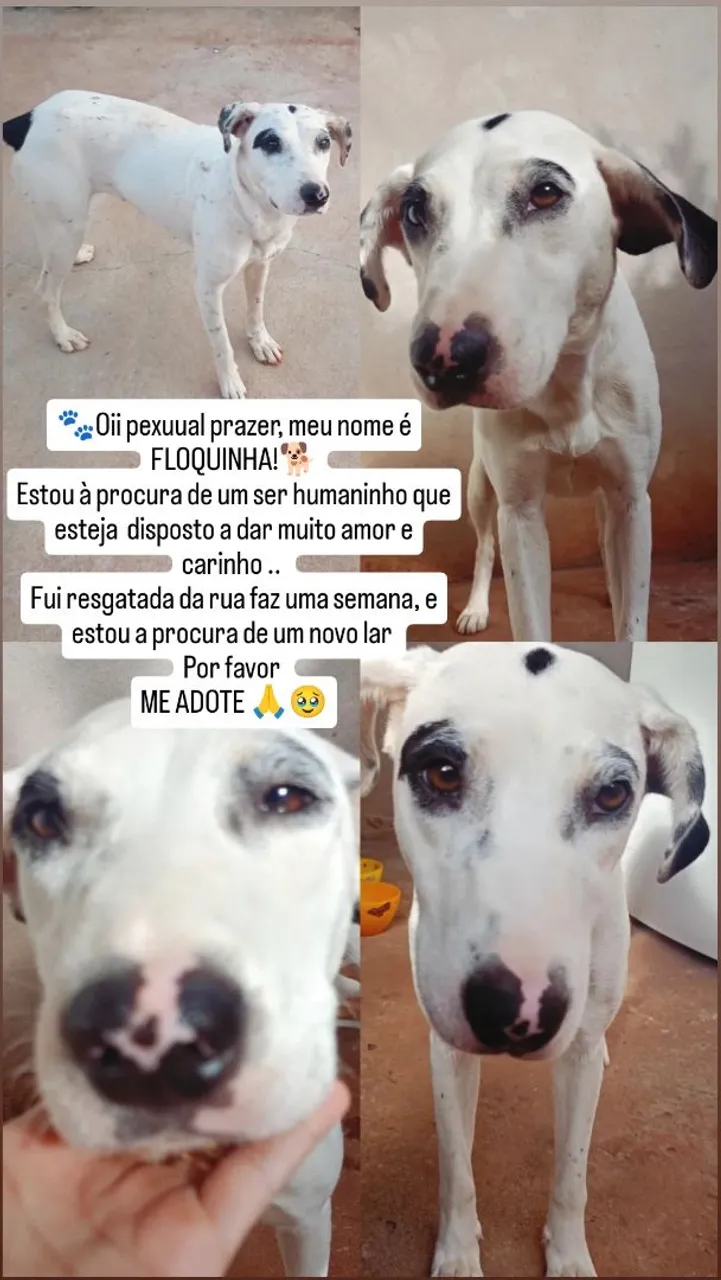 Floquinha, uma cachorrinha vora lata dócil e carinhosa procurando um lar!