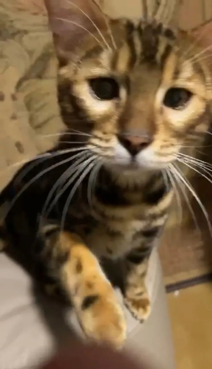 Gatinho Macho Bengal Marble (raríssimo) Pedigree Melhor Gatil do país 