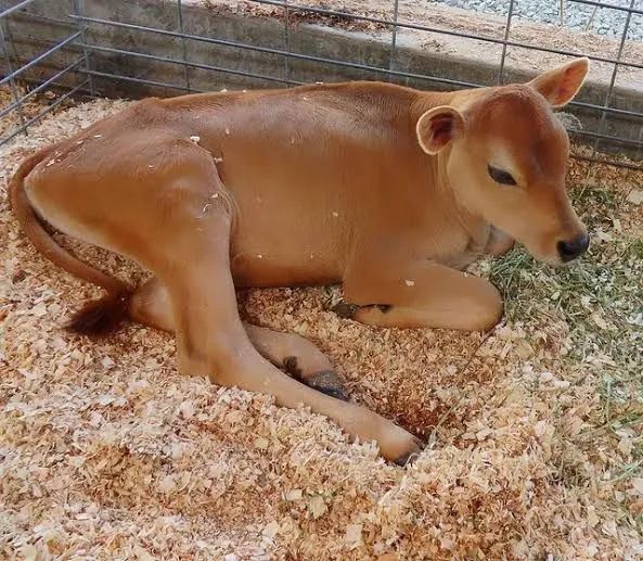 Doa-se boezzero Jersey 