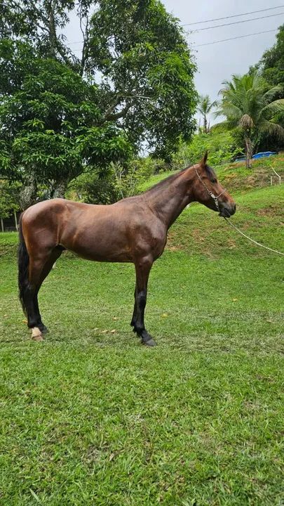 Potro Mangalarga Marchador - Foto 3