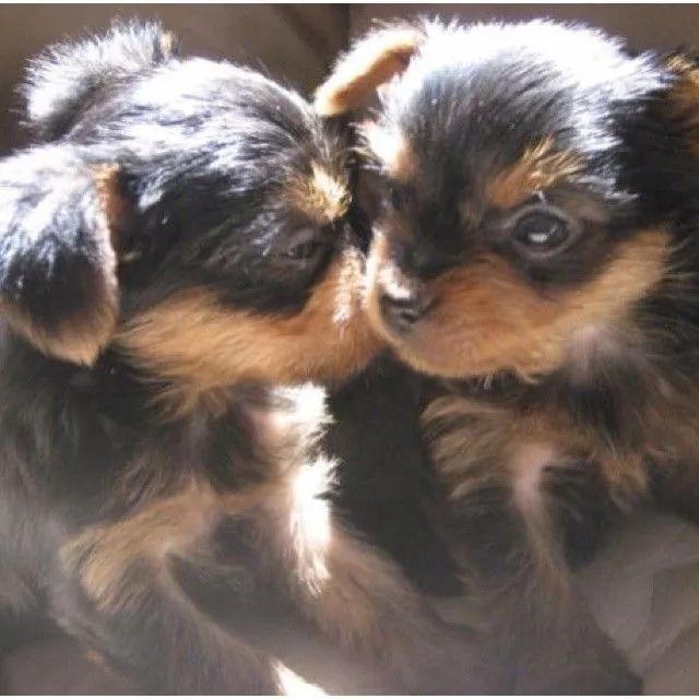 Yorkshire Terrier dóceis e ideias para apto 