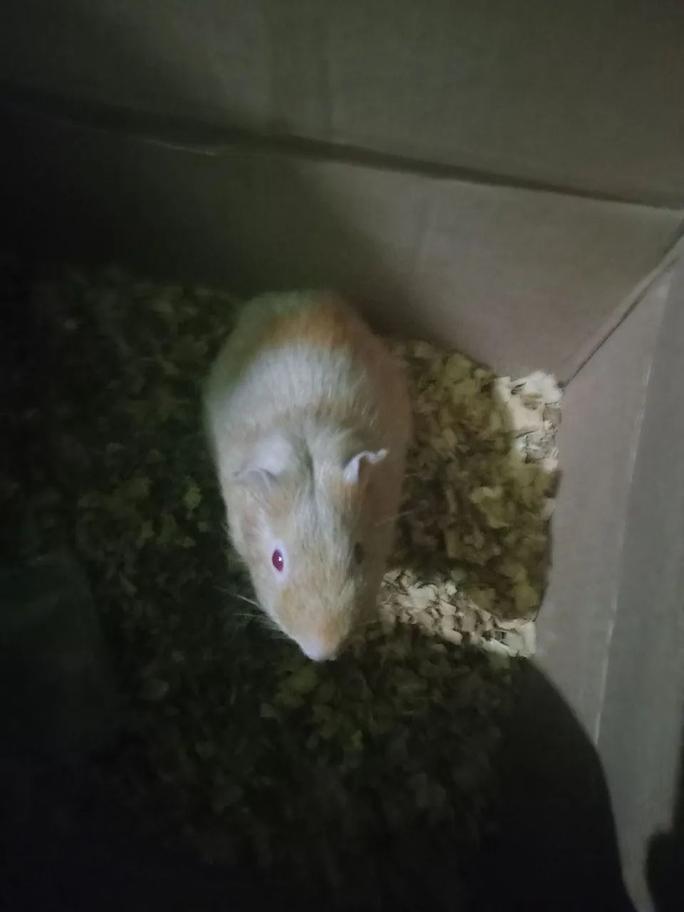 Porquinho da índia filhote 30 reais 