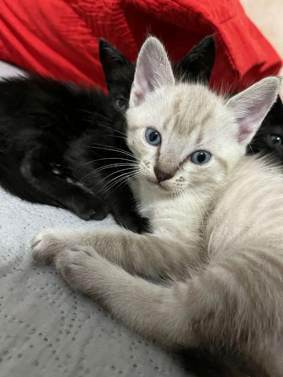 Gatinhos lindos para adoção!