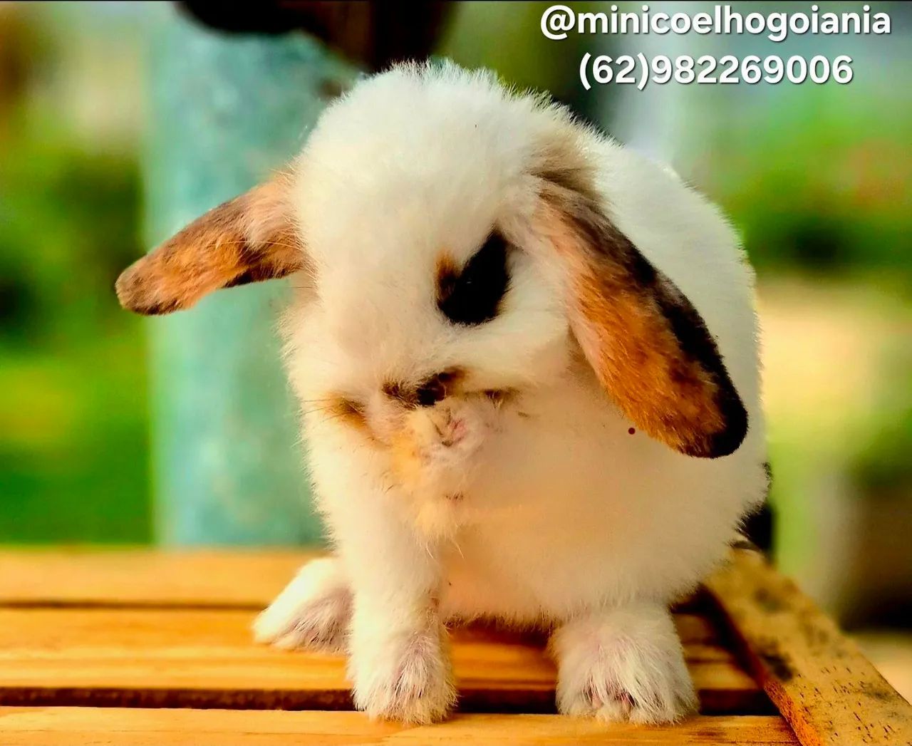 Mini Lop Original. Filhotes Pequenos e dóceis. Criatório Especializado em mini coelhos - Foto 3