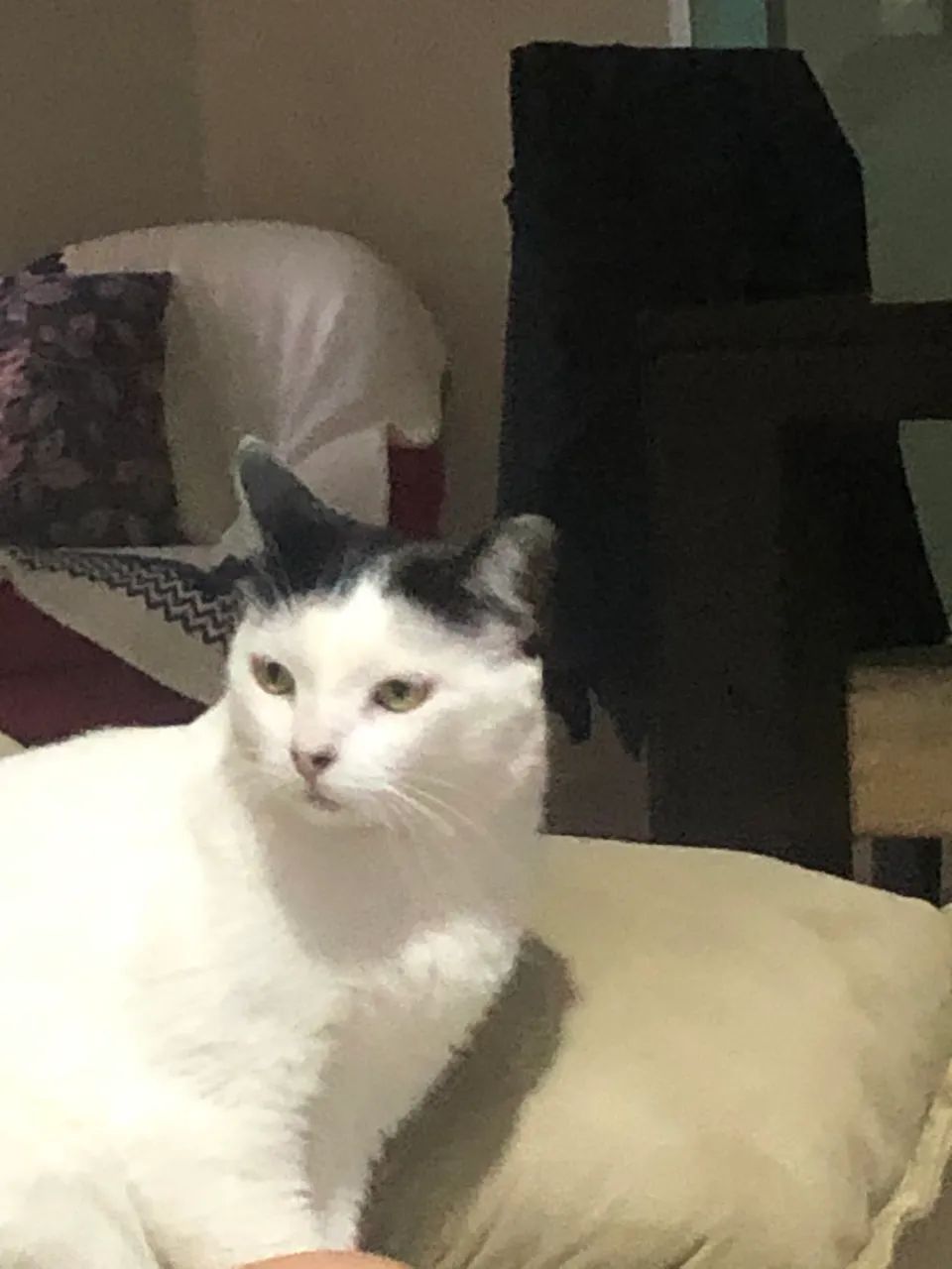 Gatinha fêmea para adoção  - Foto 4