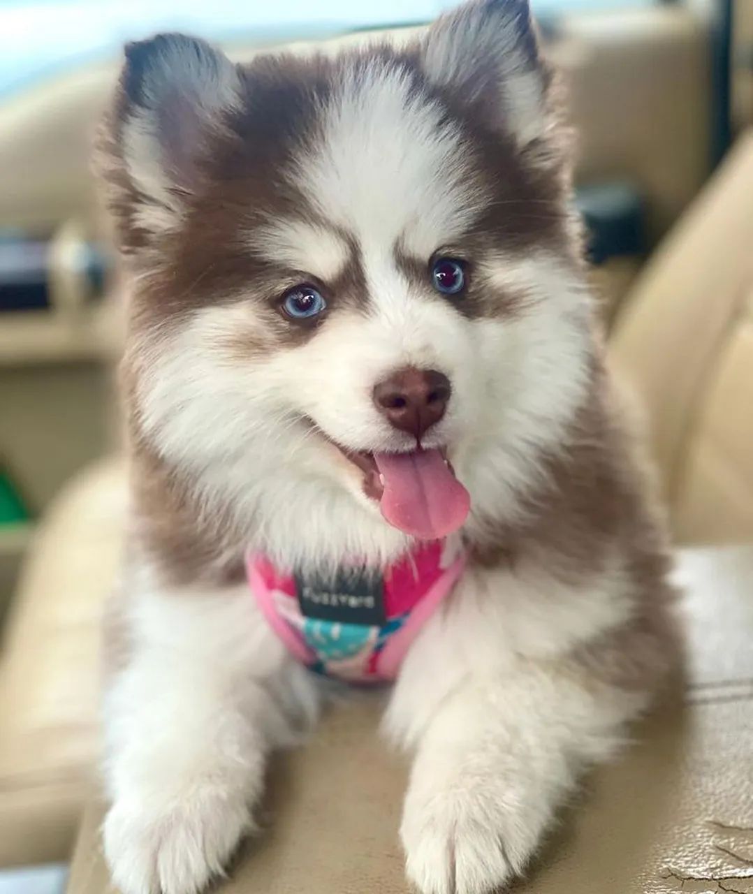 Husky siberiano cheio de amor para dar 