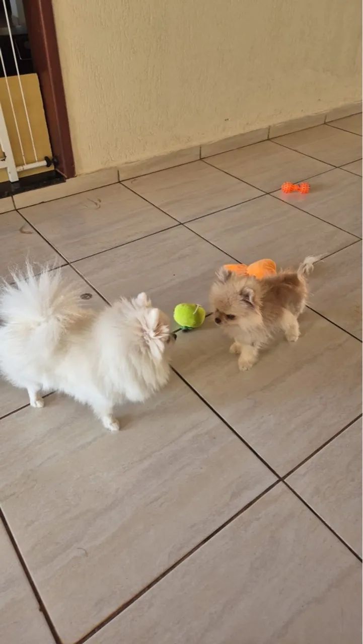 Filhote de Spitz alemão branco - Foto 4