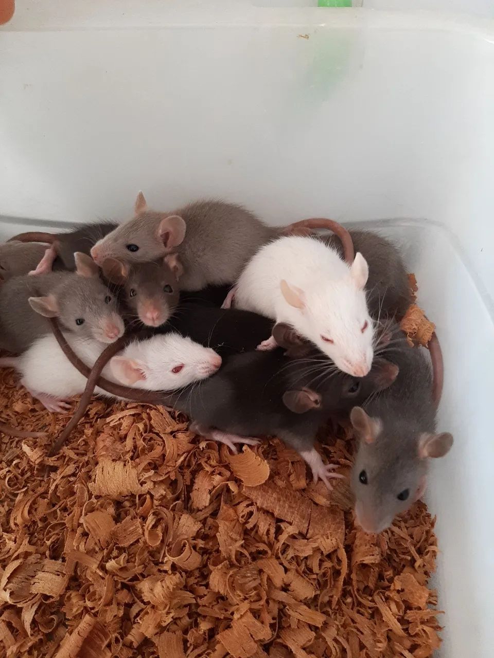 Ratos Mercol/Twister