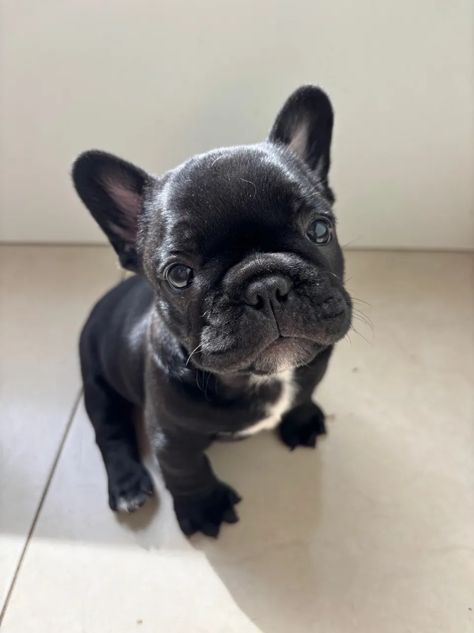 Filhote de Bulldog Francês Macho
