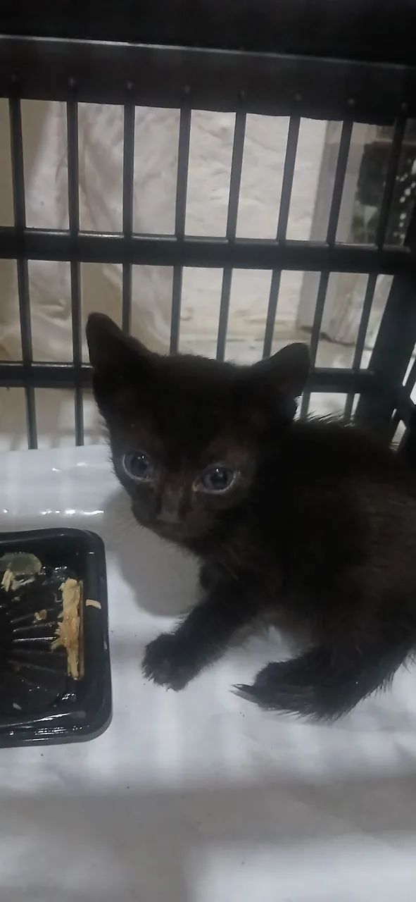 Doação de filhotes - Foto 4