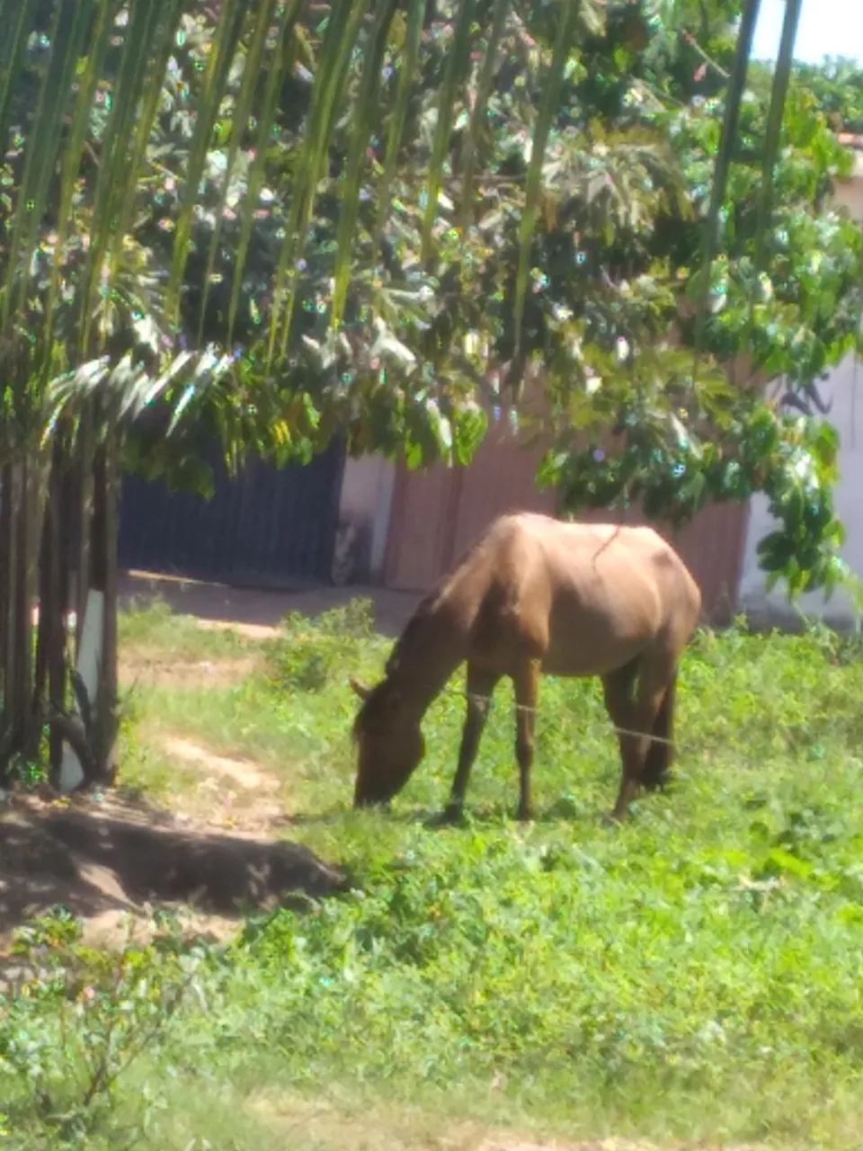 Egua para carroça