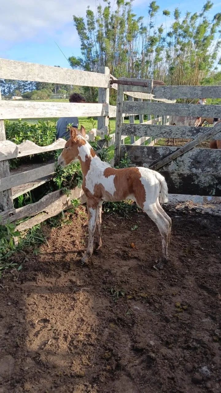 Égua e potra tobianas homozigotas - Foto 3