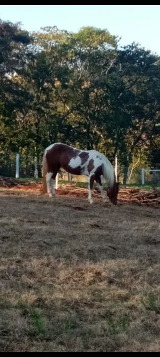 Linda egua quarto de milha  - Foto 6