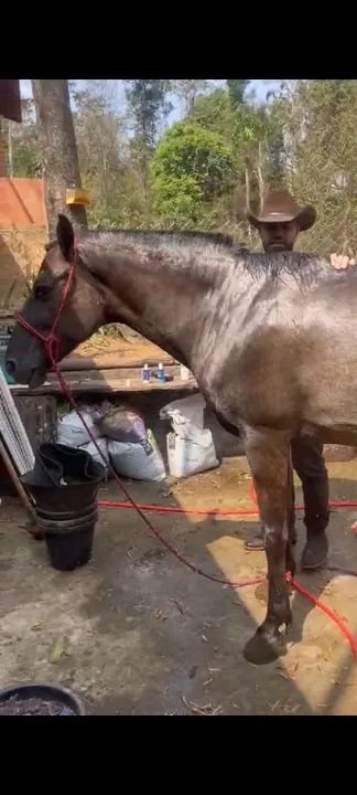 Égua Mangalarga Marchador para venda