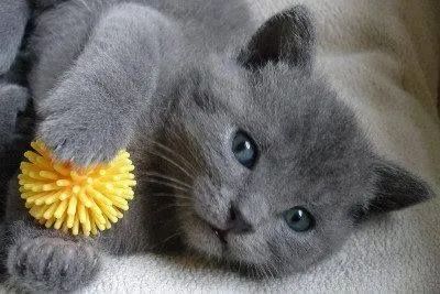 lindos filhotes de russian blue - Foto 2