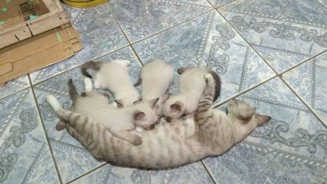 Gatinhos para doação 