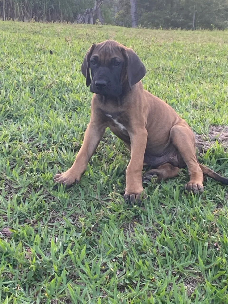 Filhote de Fila Brasileiro
