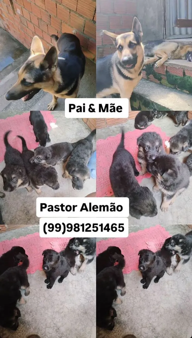 Pastor Alemão