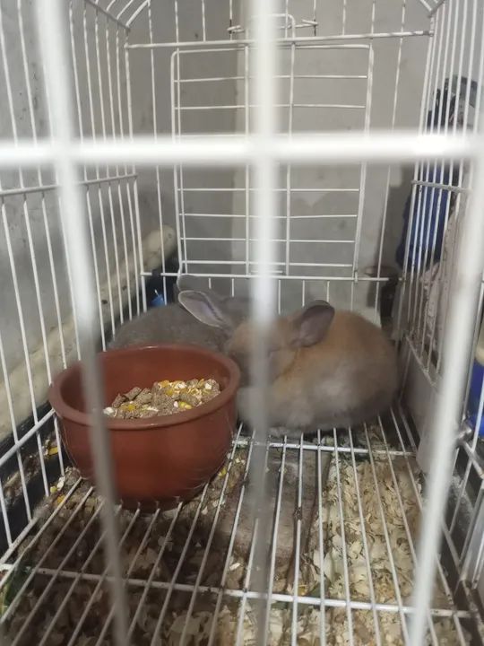 mini coelho - Foto 4