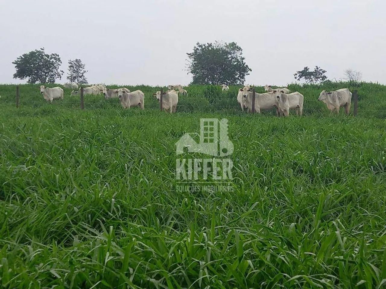 Fazenda com 6 dormitórios à venda,  m² por R$ 62.000.000,00 - Zona Rural - Campos Altos/MG - Foto 3