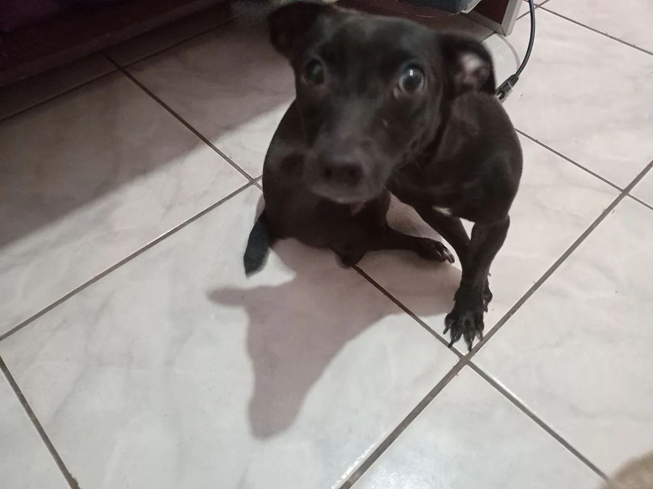 Doa se linda cachorrinha - Foto 4