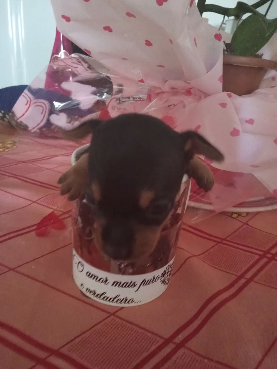 Filhote de Pinscher Miniatura