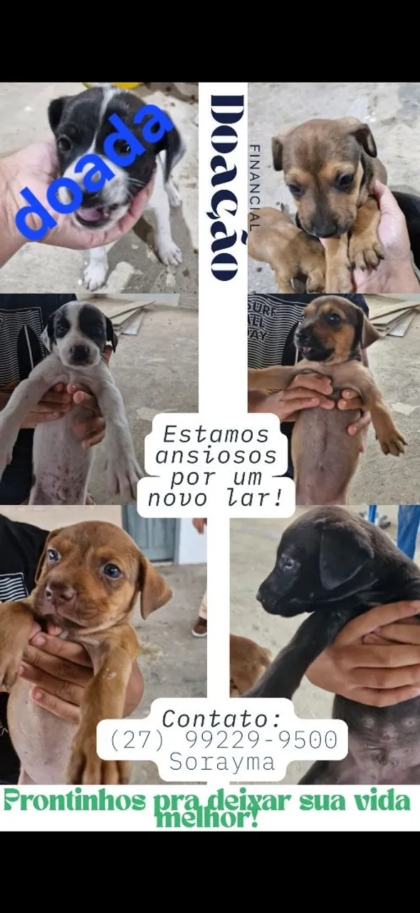 Filhotes para Adoção - Procuro um Lar!