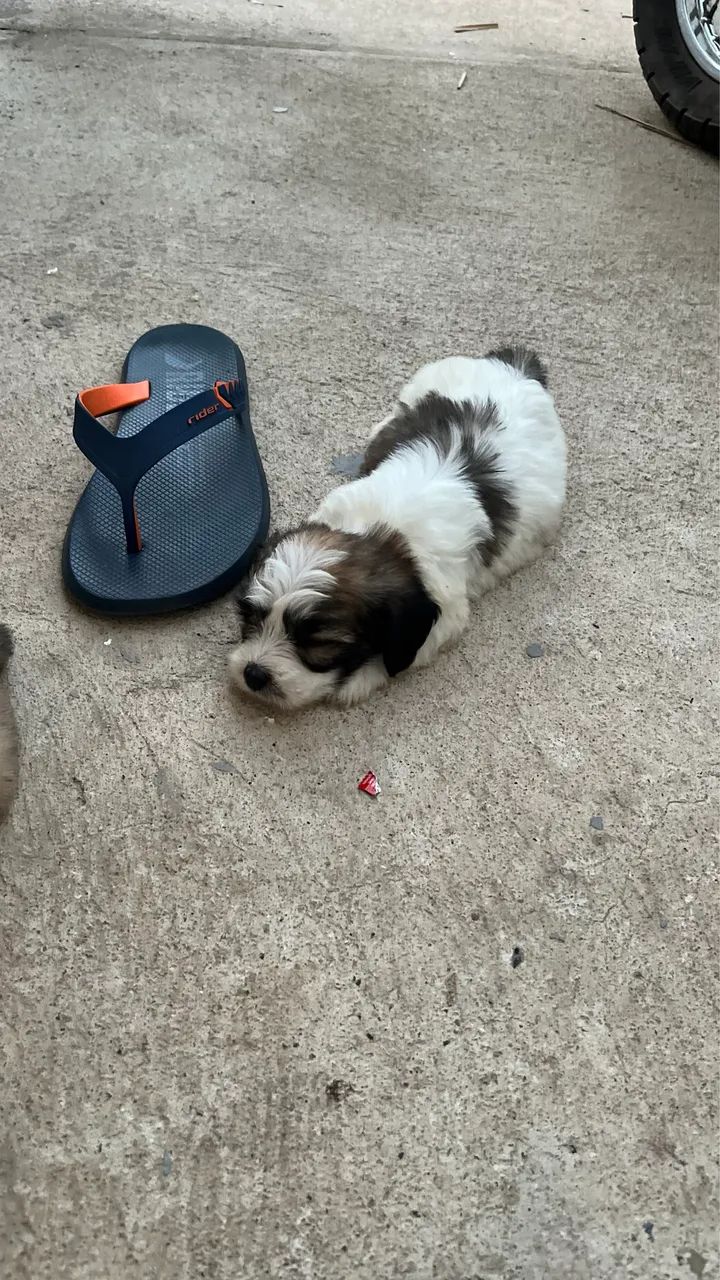 Vende-se filhote de terra-nova  - Foto 2