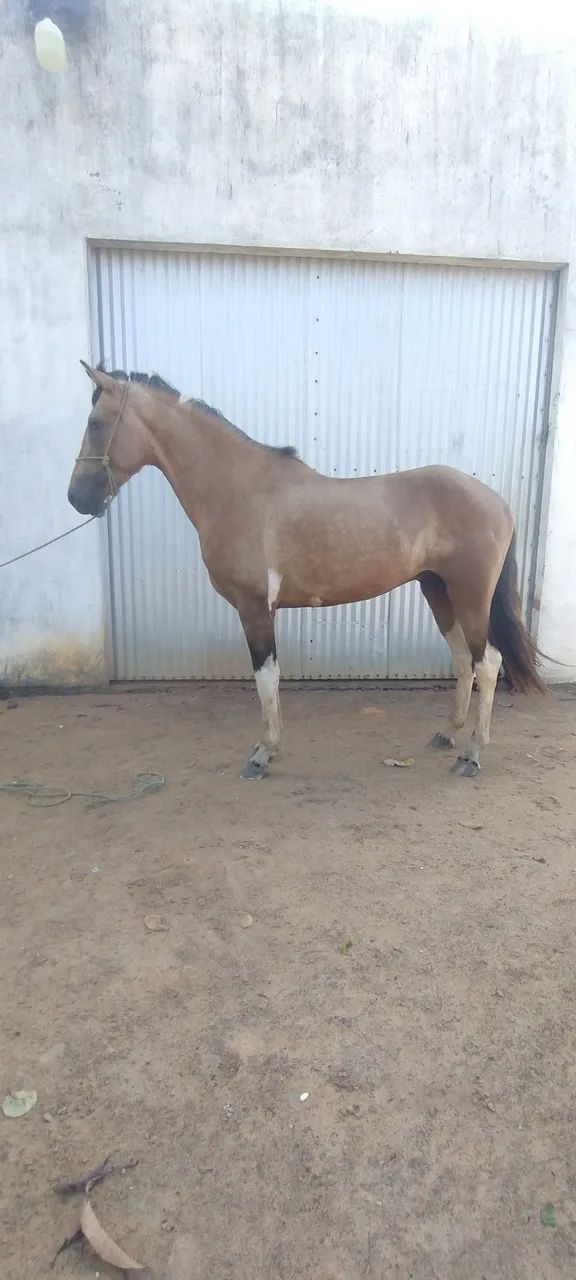 Potro mangalarga  - Foto 2