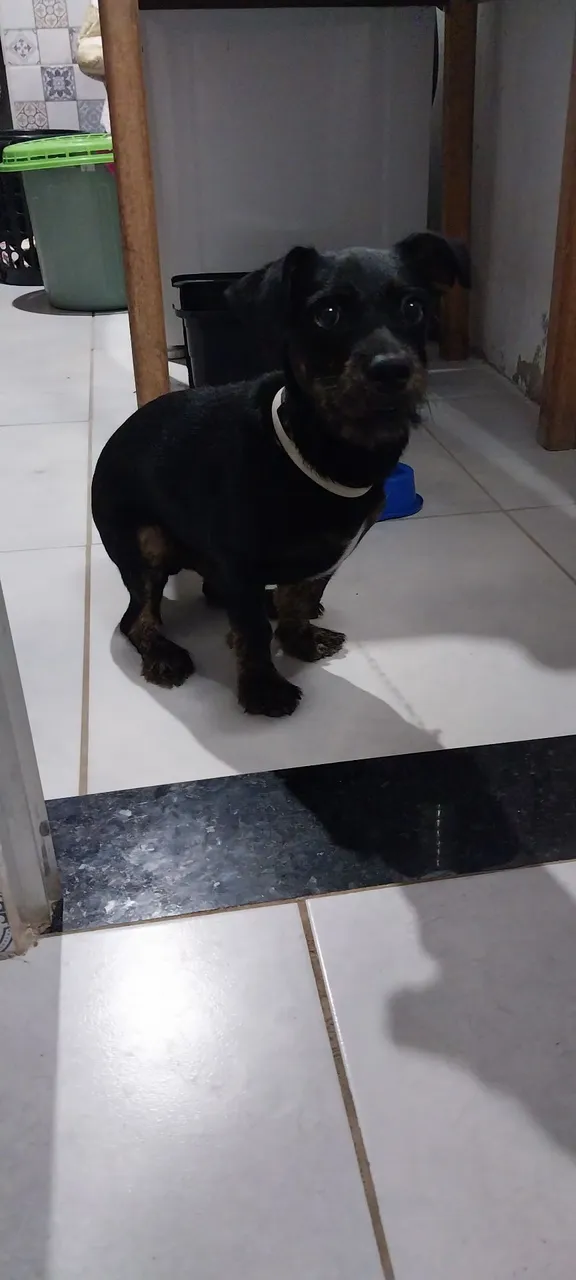 Cachorro Adorável para Adotar