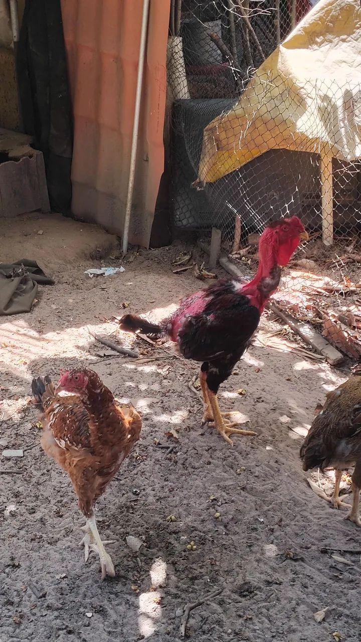 Pintos Índio Gigante e Polaco Gigante  - Foto 6