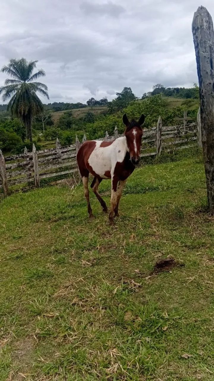 Potro dócil pampa. Égua e Cavalo bons.
