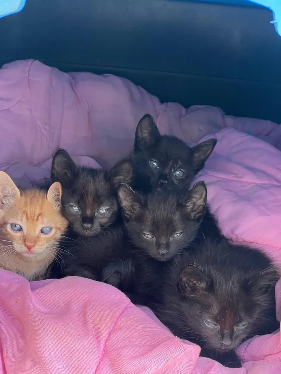 Gatinhos fofinhos para adoção