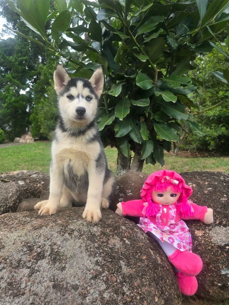 Husky Siberiano top - Foto 5