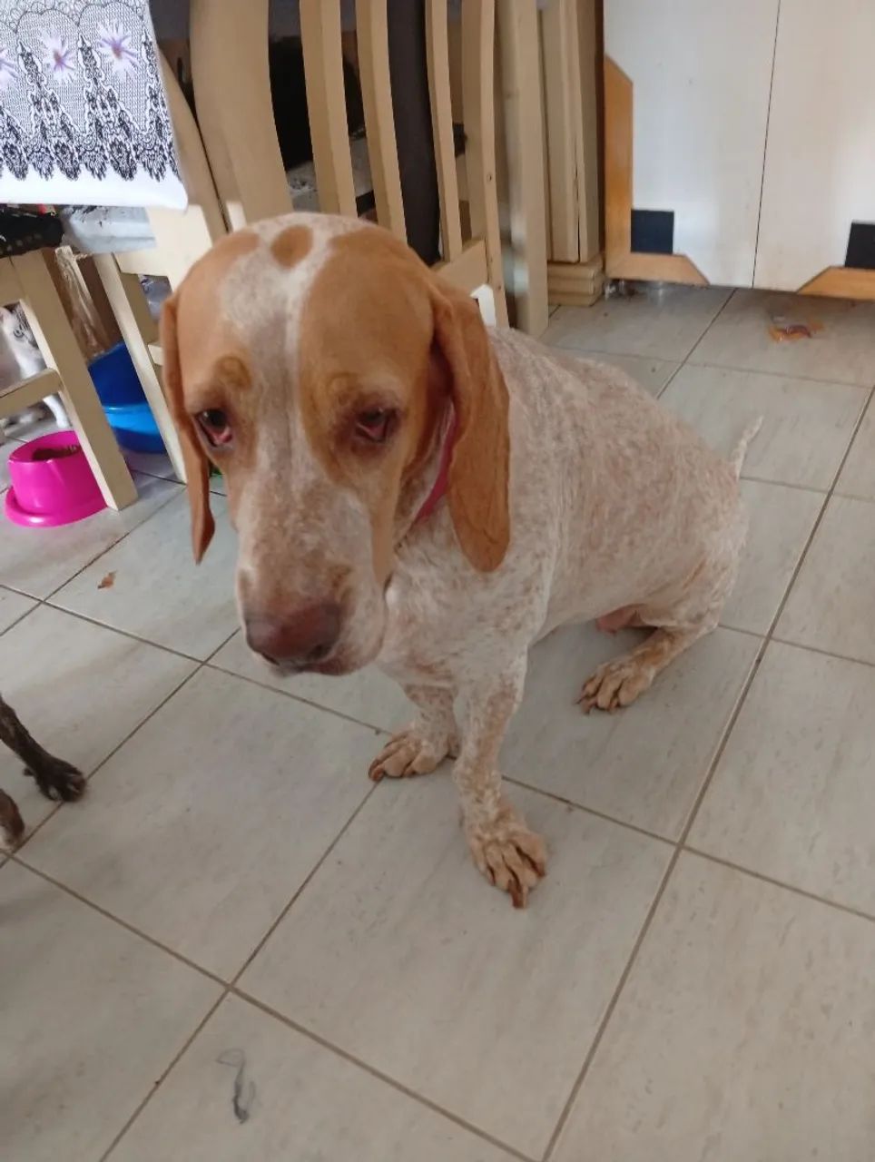 Cachorra pointer inglês para adoção - Foto 2