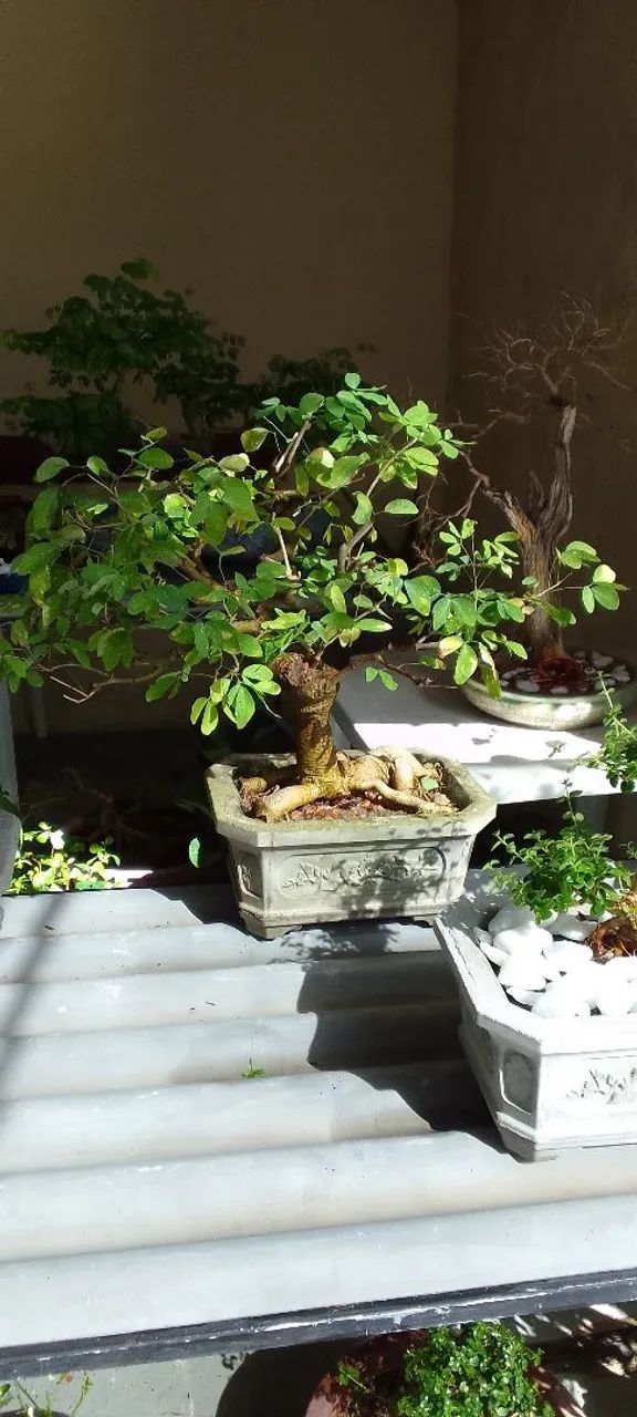 Bonsai de clororeucum dulce - Foto 2