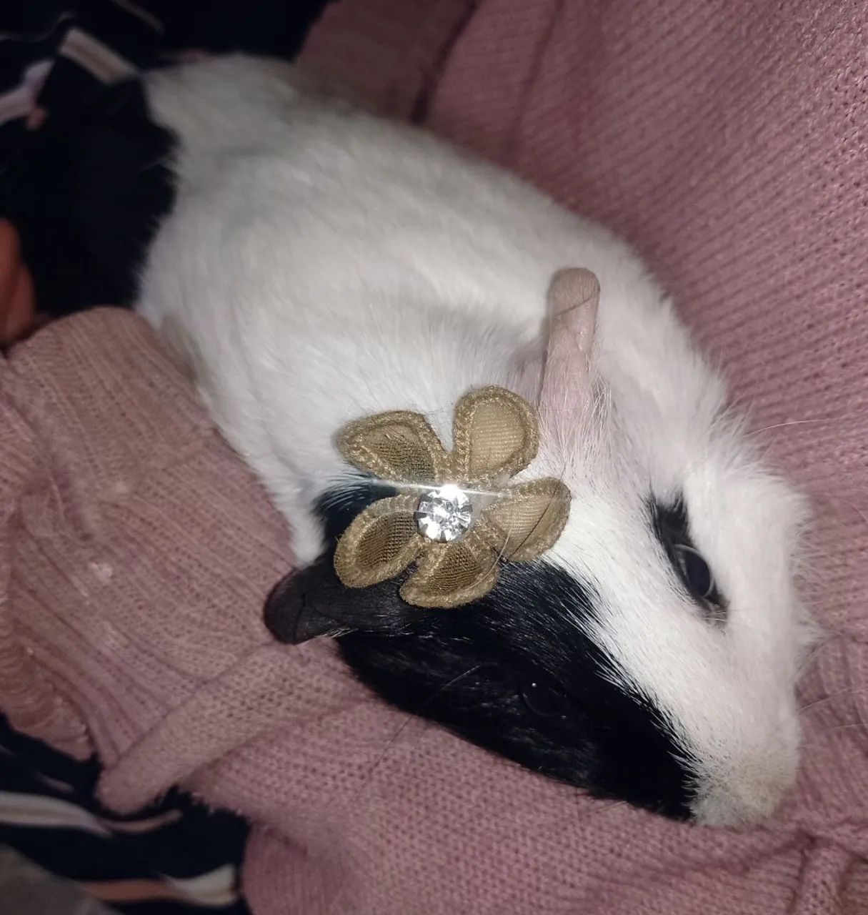 Doação porquinho da índia  - Foto 2