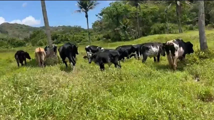 Gado Leiteiro - Holandês/Girolando (Itabuna/BA) - Foto 2