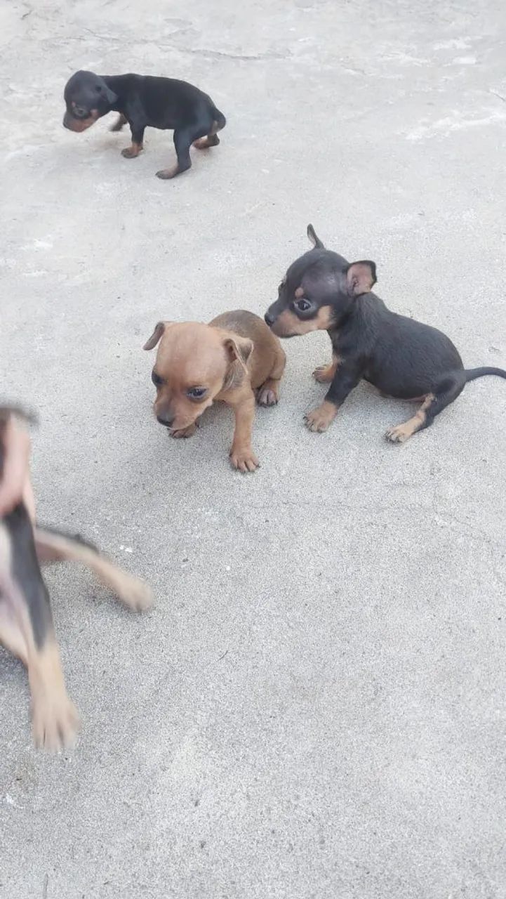 Cachorro pinscher 1 - Foto 3