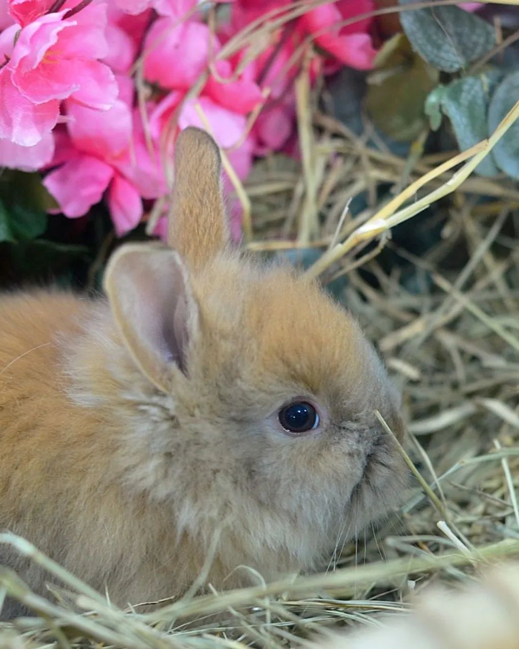 Coelho mini Lion dourado machos e fêmeas filhotes com veterinário responsável  - Foto 3