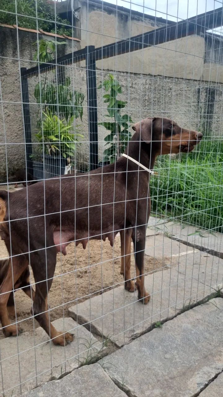 Dobermann disponível  - Foto 4