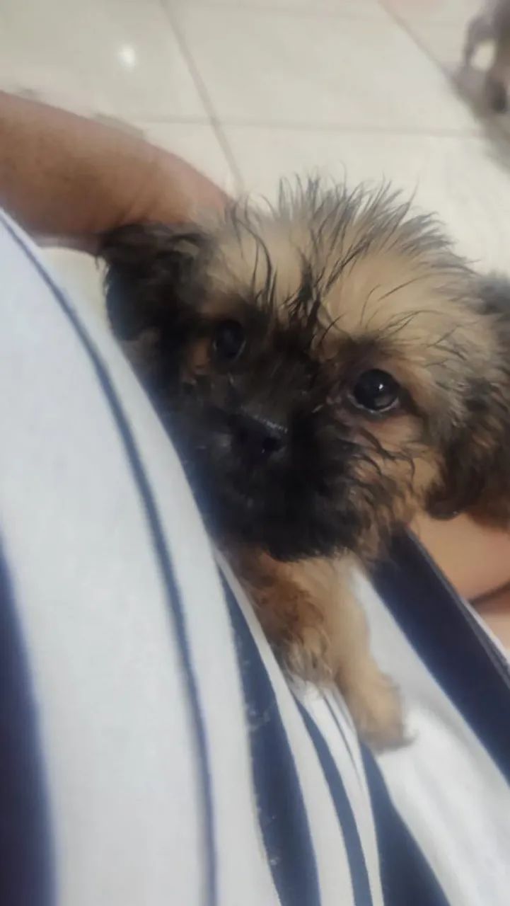 Cachorro Shitzu pra vende  - Foto 2