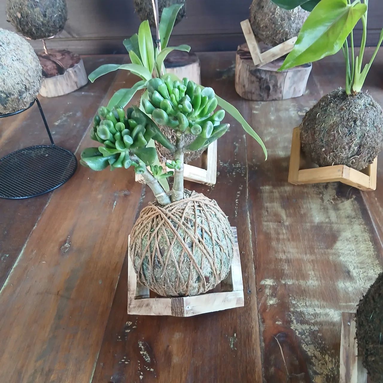Kokedamas  - Foto 3