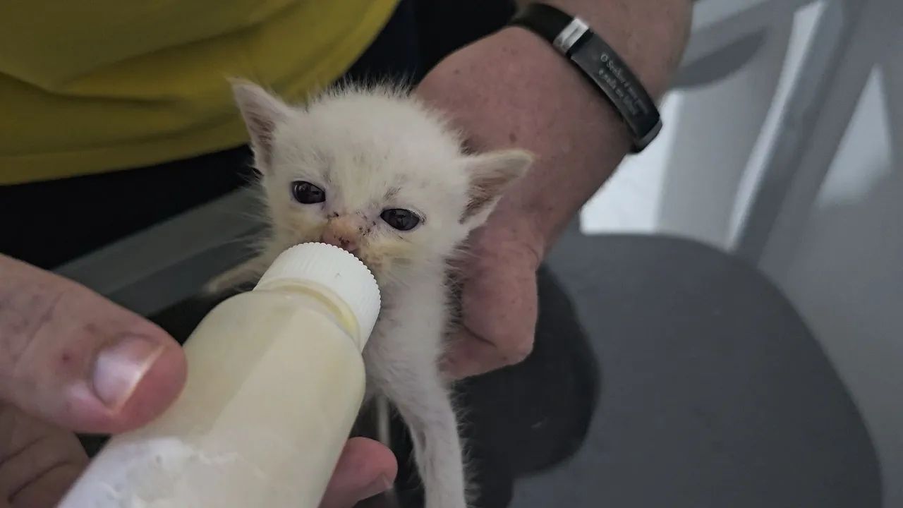 Gatinhos Siamese Adoção! - Foto 5