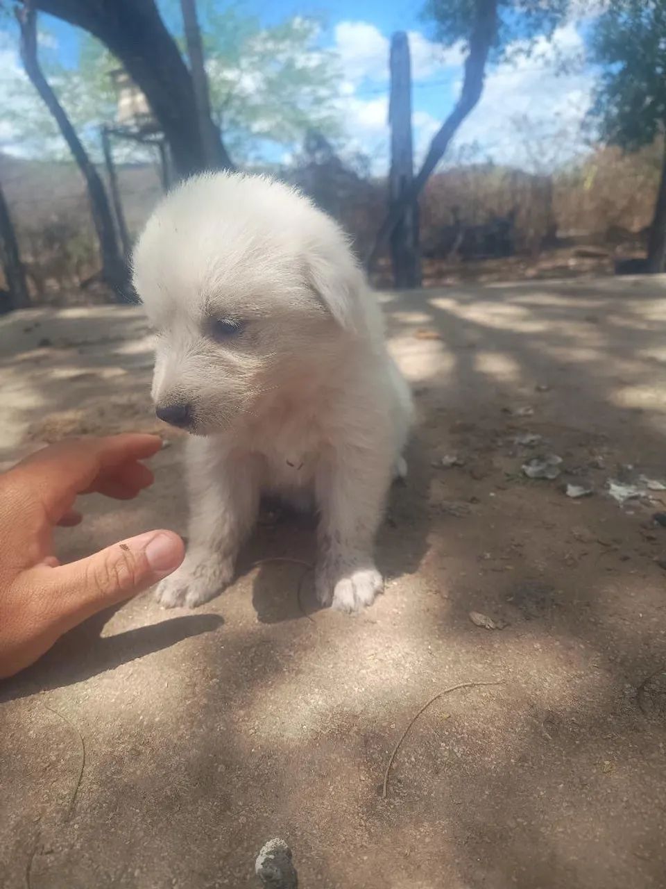 Pastor maremano  - Foto 4