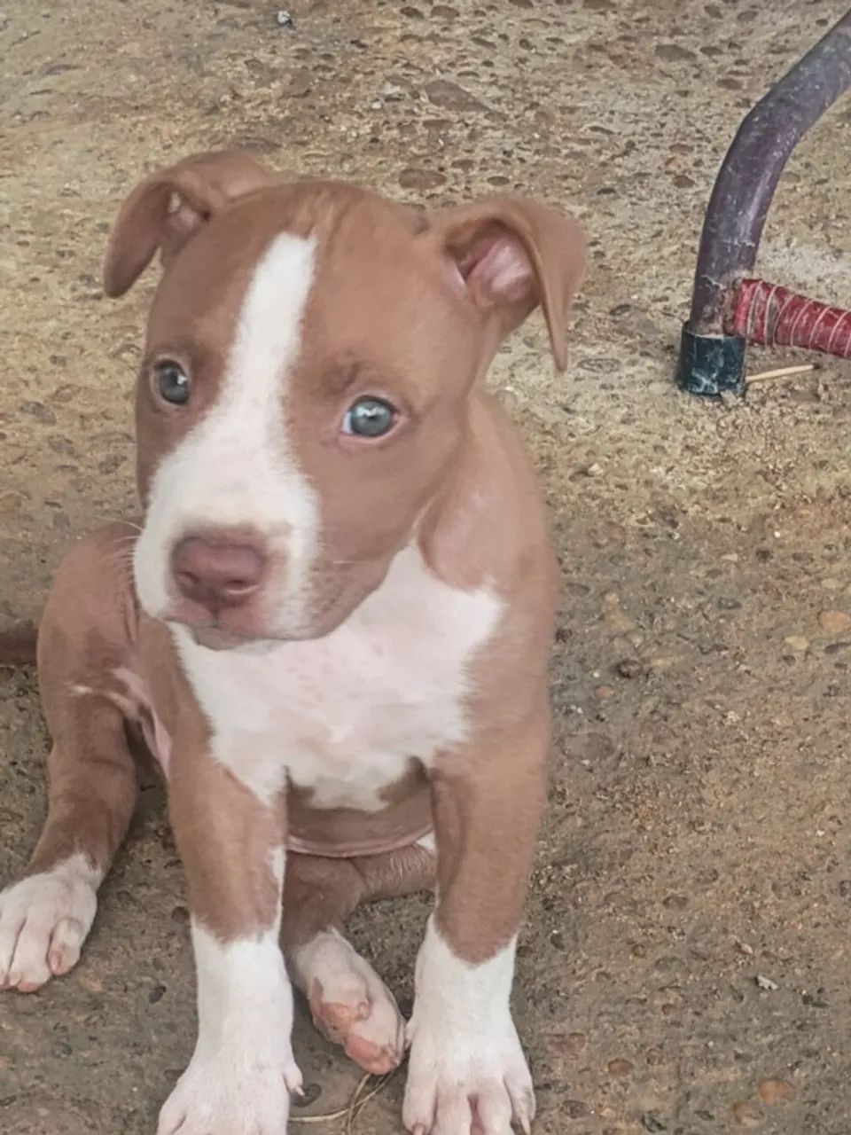 Cachorro  - Foto 5