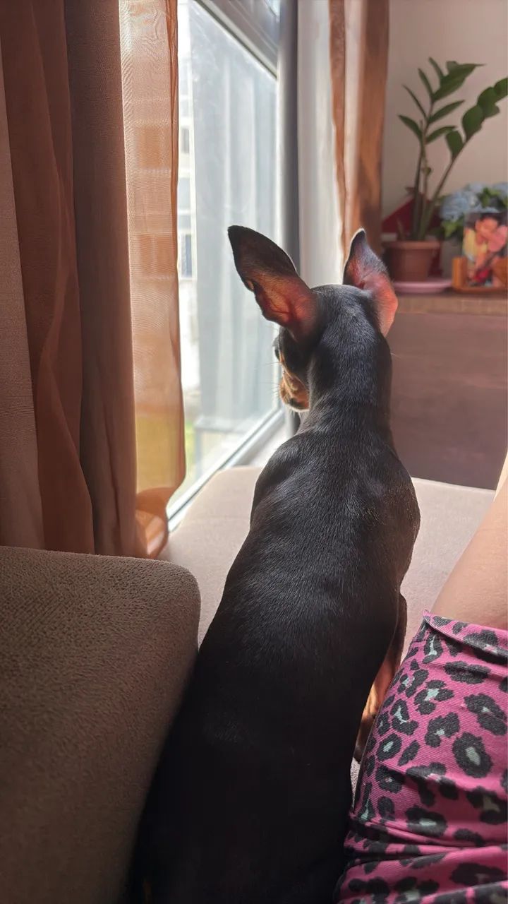 Pinscher 01 - Foto 2