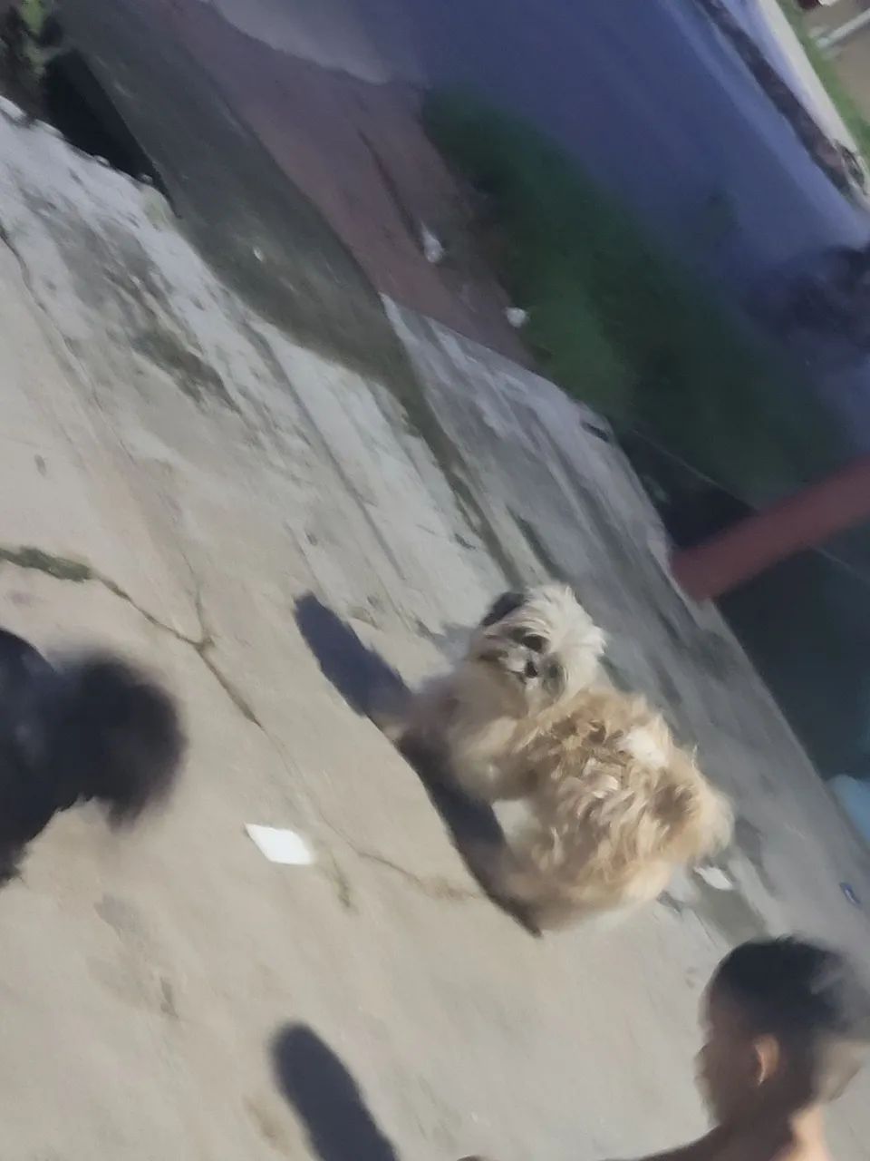 Procura uma namorada da raça shitzu 